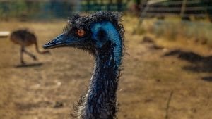 interesting Emu facts