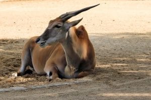 interesting antelope facts
