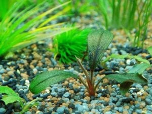 interesting aquaponics facts