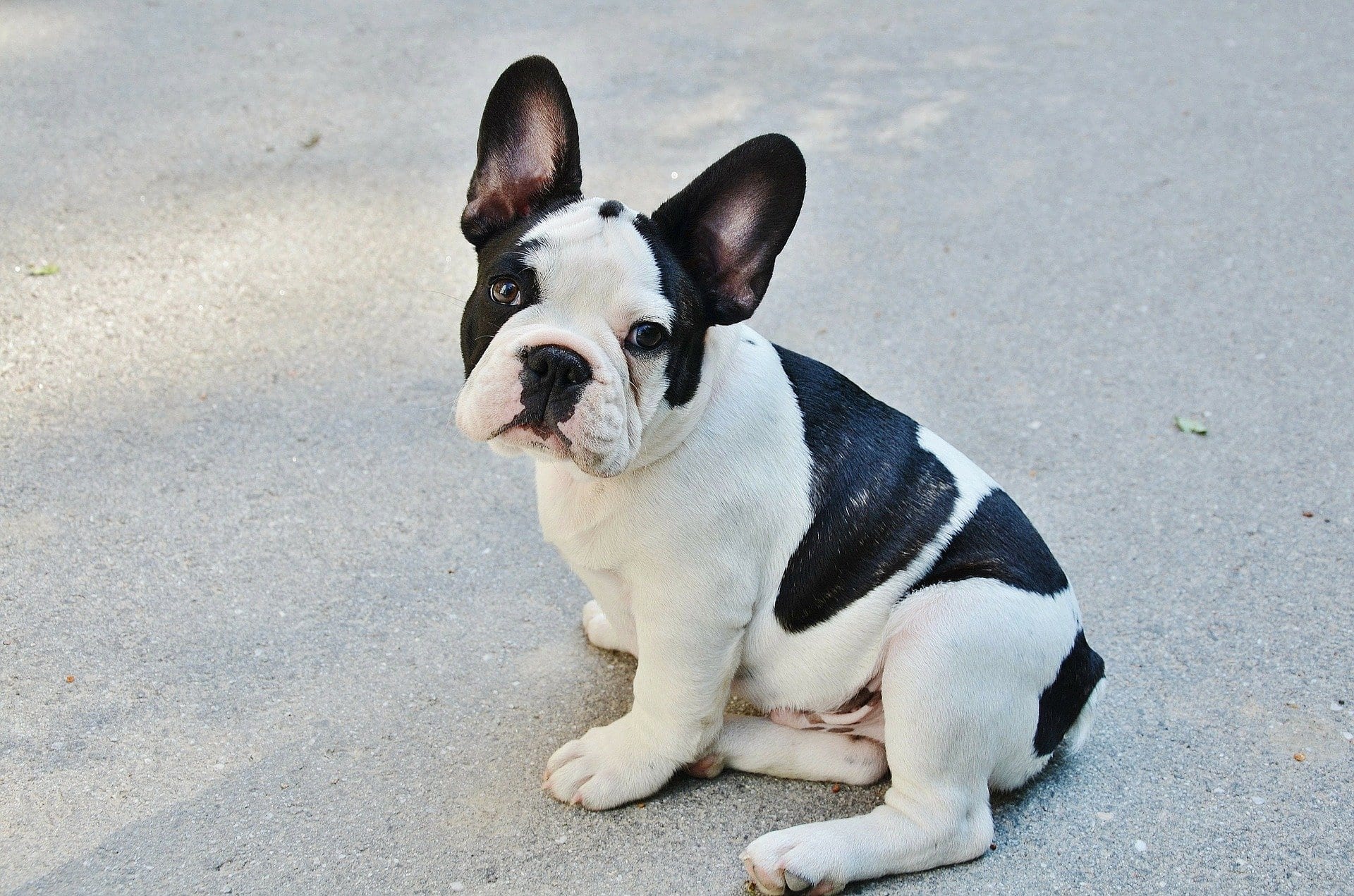 black and white french bulldog