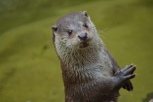 interesting facts about otters