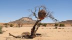 interesting facts about the Kalahari Desert