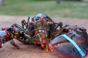 Lobster with bands on its claws