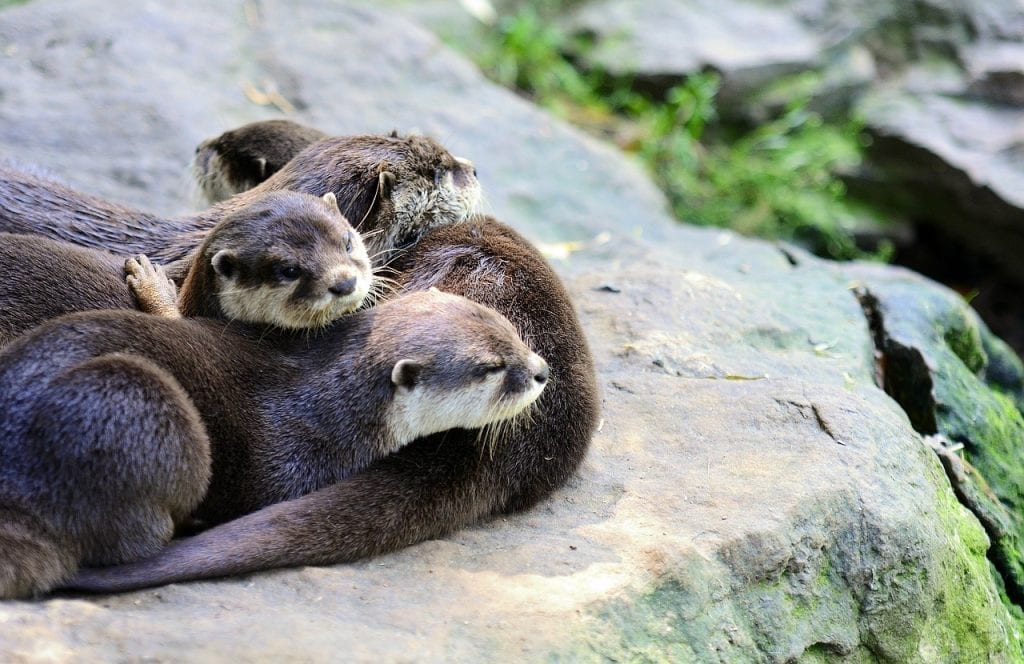 40 Outstanding Facts about Otters Fact City