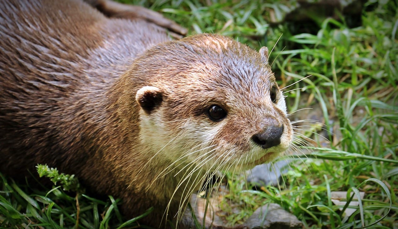 40 Outstanding Facts about Otters Fact City