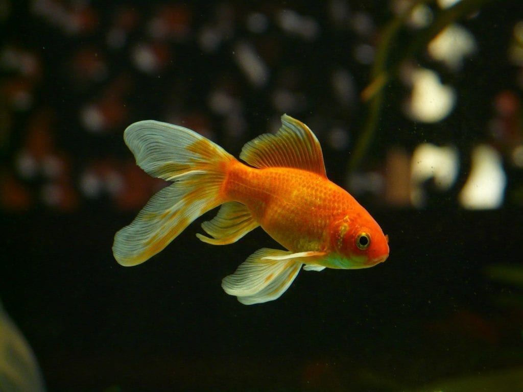 is-it-cruel-to-keep-a-goldfish-in-a-bowl-fact-city