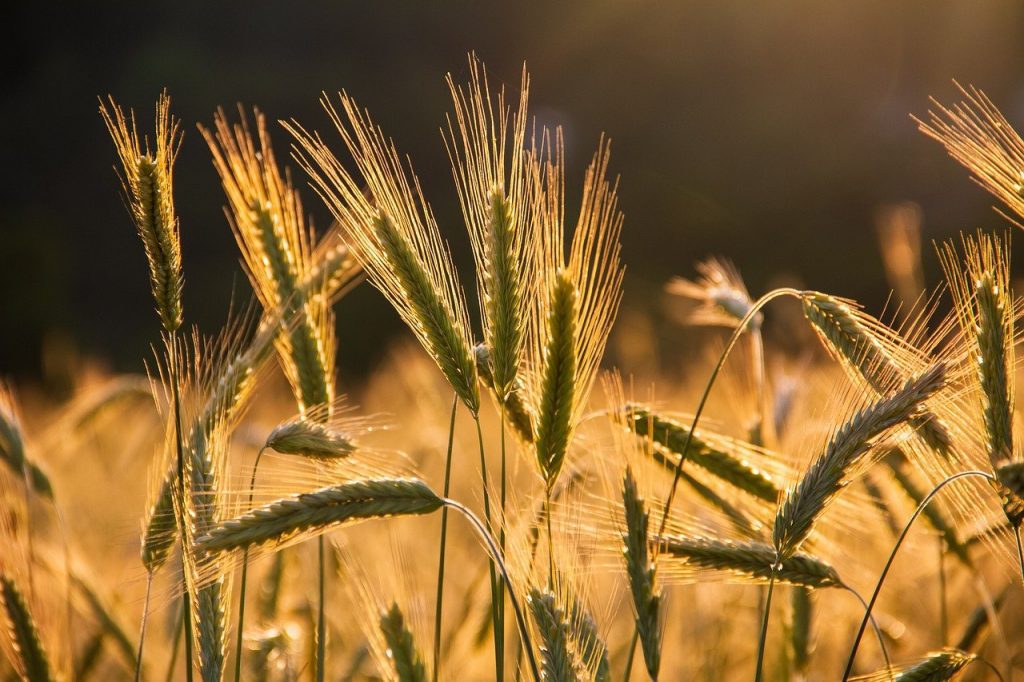 a barley field