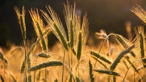 a barley field