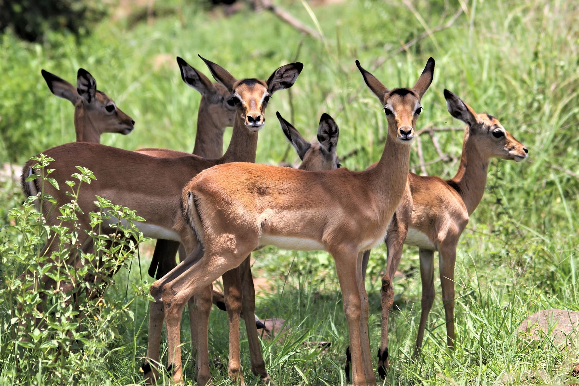 12 Graceful Facts about Gazelles Fact City 12 Graceful Facts about Gazelles Fact City