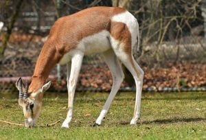 A Gazelle, grazing