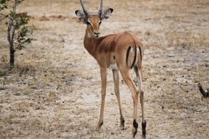 Facts about Gazelles