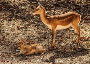 gazelle with new born calf 