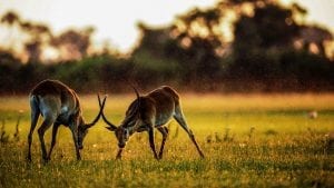 Facts about Gazelles