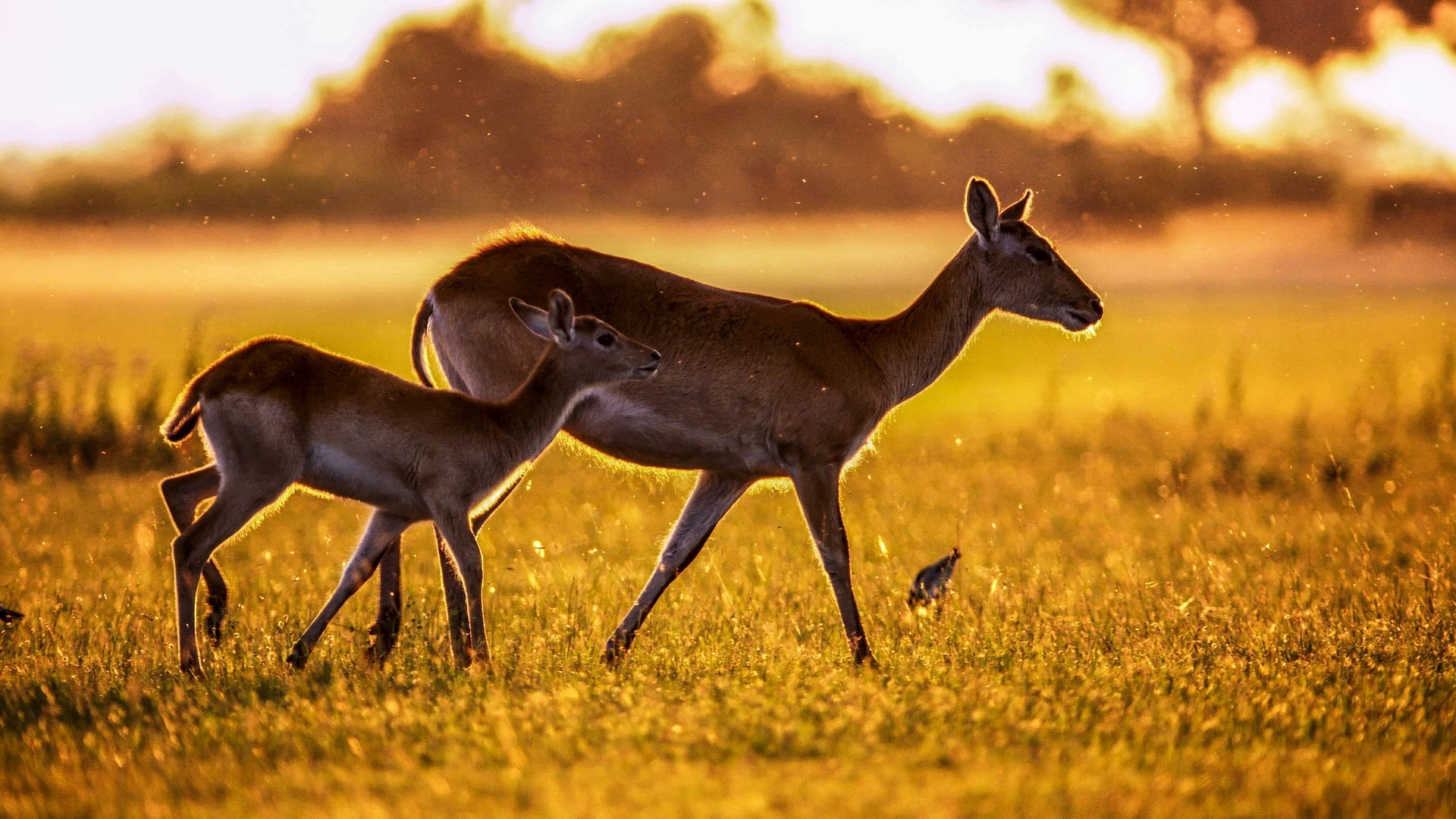 🦌 12 Graceful Facts about Gazelles - Fact City