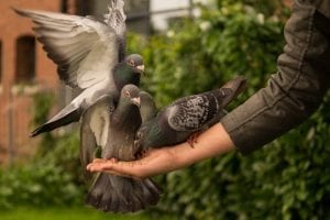 pigeons being fed by hand