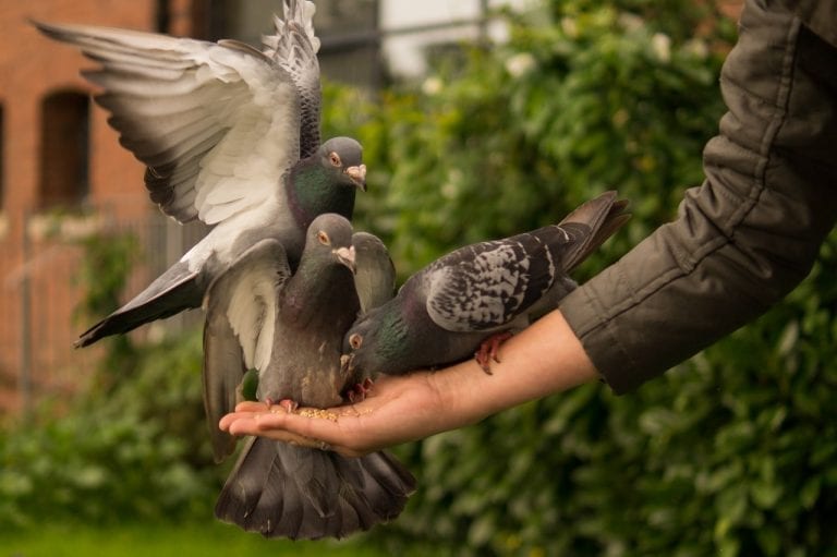 13 Coolorful Facts About Pigeons Fact City