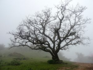An oak tree in winter