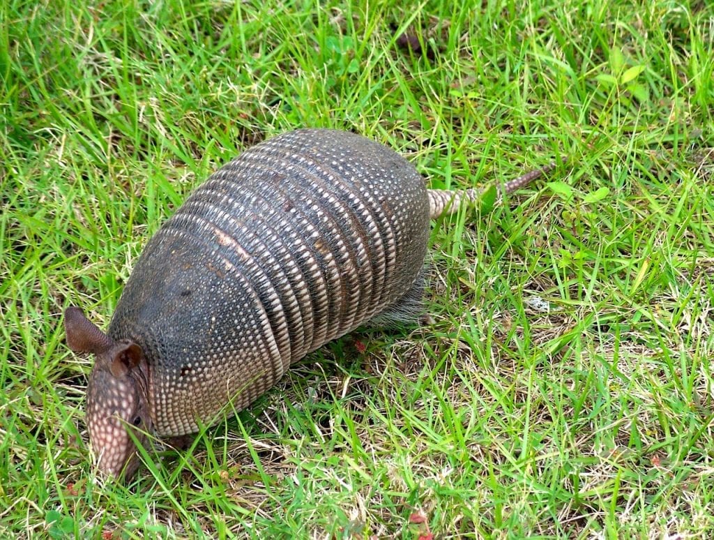 37 Eye Opening Facts about Armadillos - Fact City