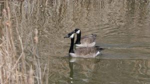 canada goose 4045279 1280
