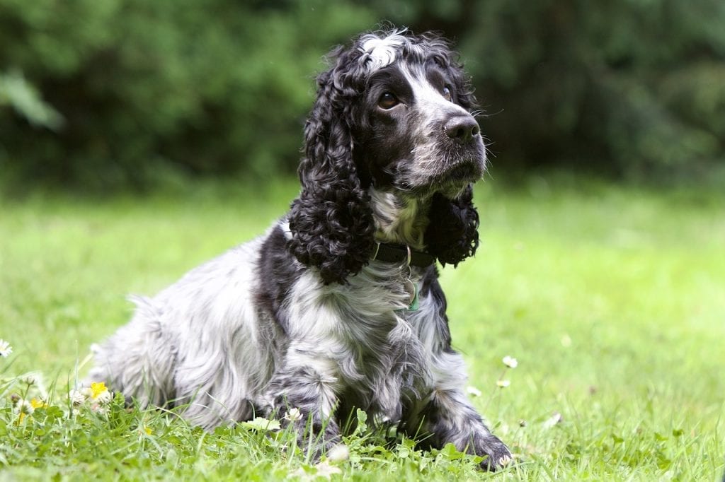 12 Super Facts about Spaniels Fact City