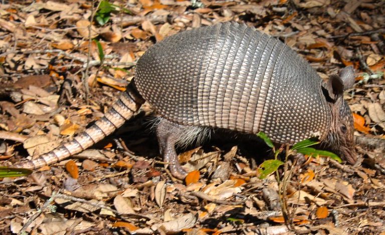 14 Eye Opening Facts About Armadillos - Fact City