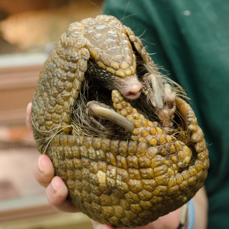 14 Eye Opening Facts About Armadillos - Fact City