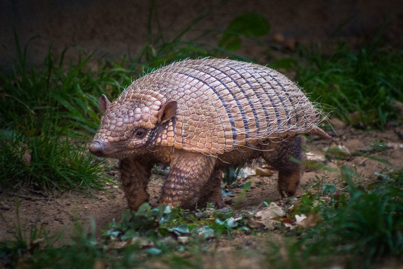 Armadillo walking