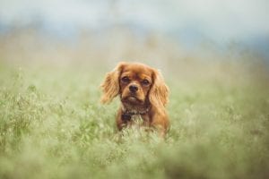 facts about cavalier king charles spaniels