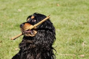facts about cocker spaniels