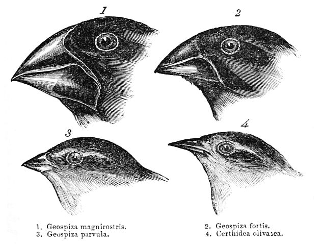 Bird species evolution
