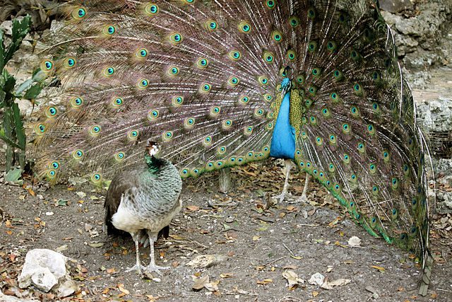 Peacock sexual selection