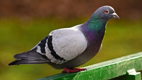 facts about pigeons