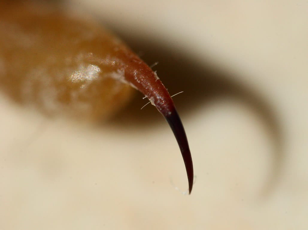 Close up of a scorpion stinger