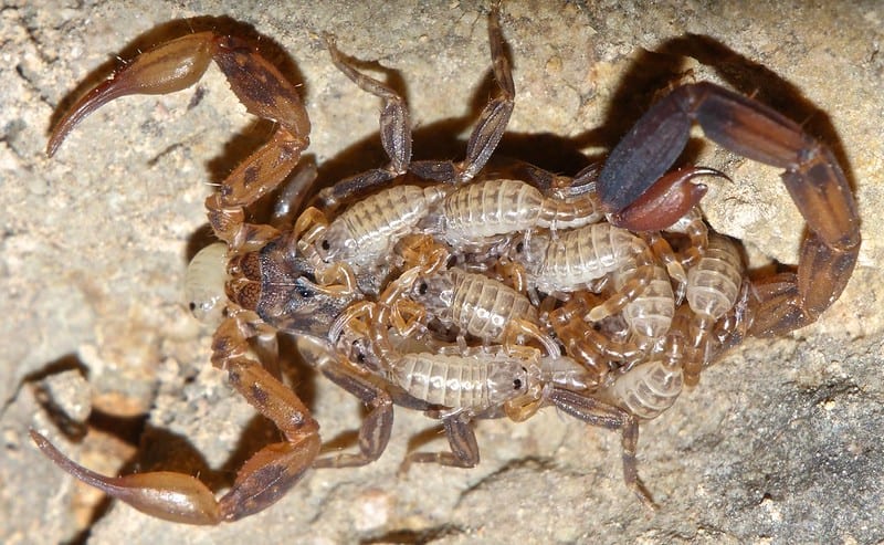 Scorpion Mom with her babies