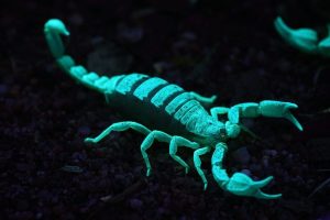 a scorpion