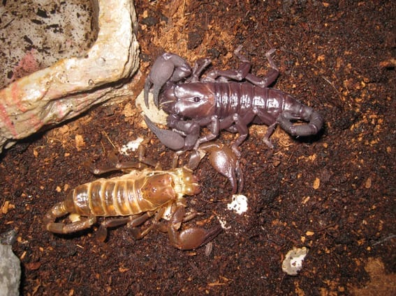 facts about scorpions
