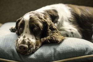 facts about springer spaniels