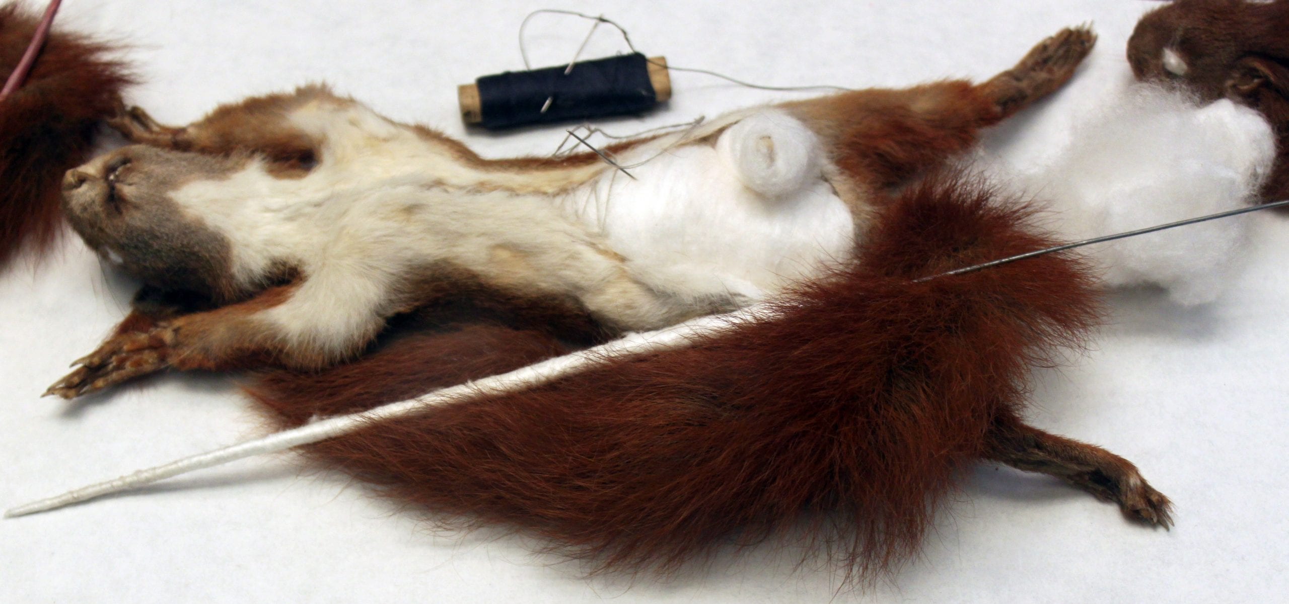 facts about taxidermy