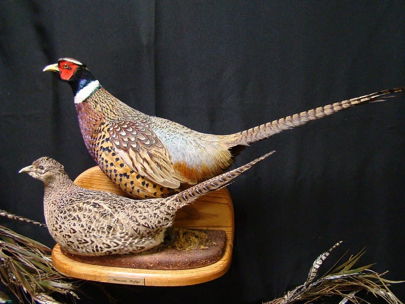 bird taxidermy