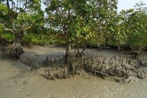 Mangroves in Bay of Bengal