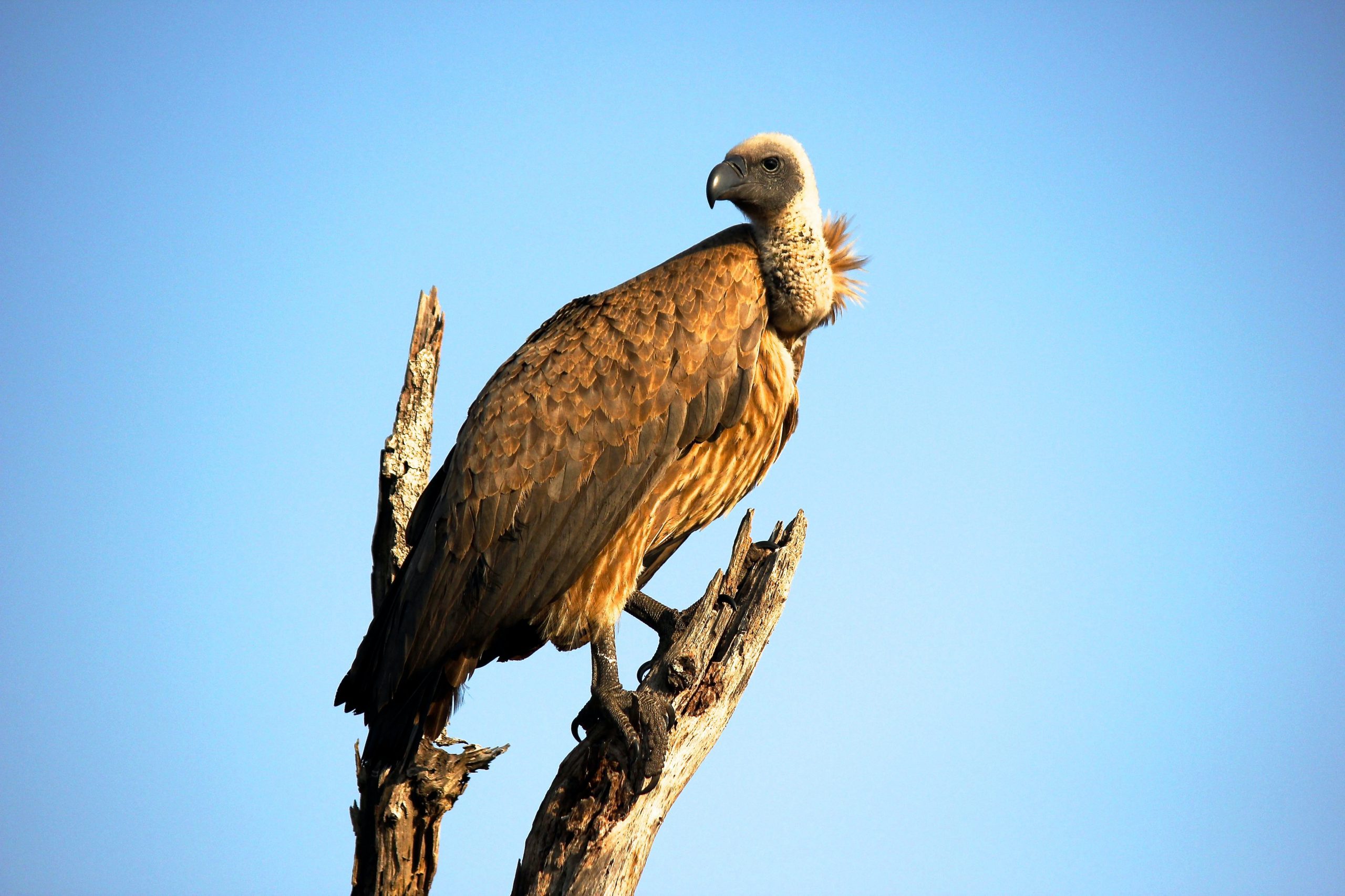 vulture observing