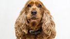 fun facts about cocker spaniels