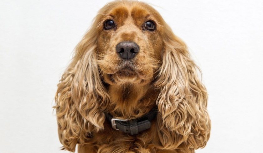 facts about spaniels