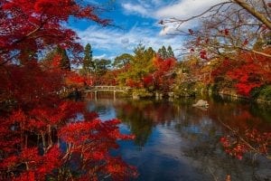 beautiful red maples turning red in Kyoto, Japan