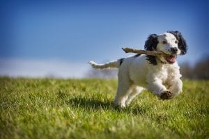 fun facts about spaniels