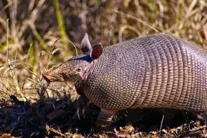 an armadillo - the official state mammal of Texas