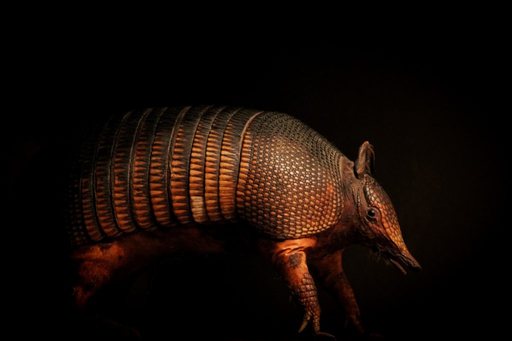 interesting facts about armadillo