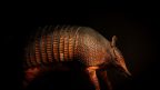 interesting facts about armadillo