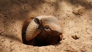 facts about armadillos