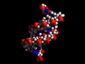 DNA facts